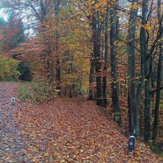 Podzimní procházka v dešti... zpomalím, rozhýbu tělo, vyčistím si mysl i dýchací cesty, načerpám přírodu i energii,...